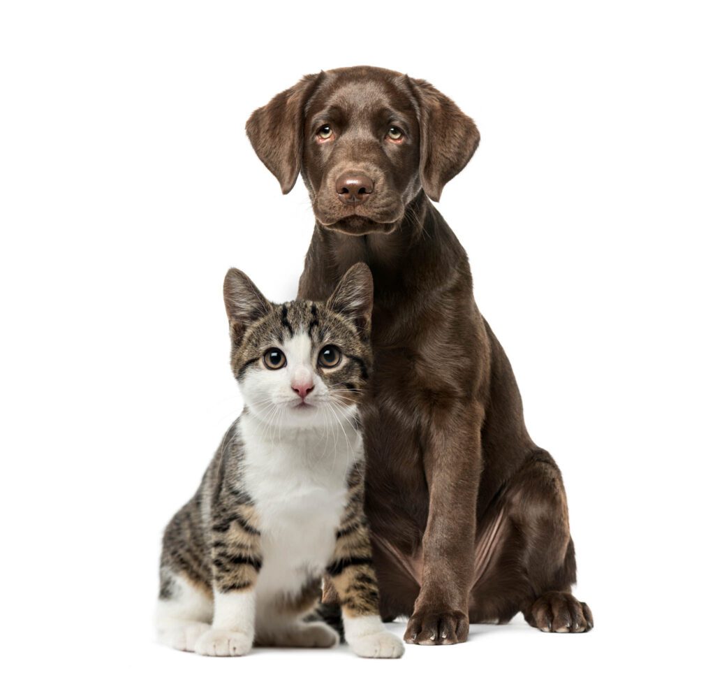 Brown lab puppy and a calico kitten nuzzling at Animal Kingdom Animal Hospital in Cary, NC.